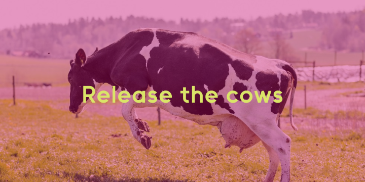 Join to see the release of the cows: The joyous 